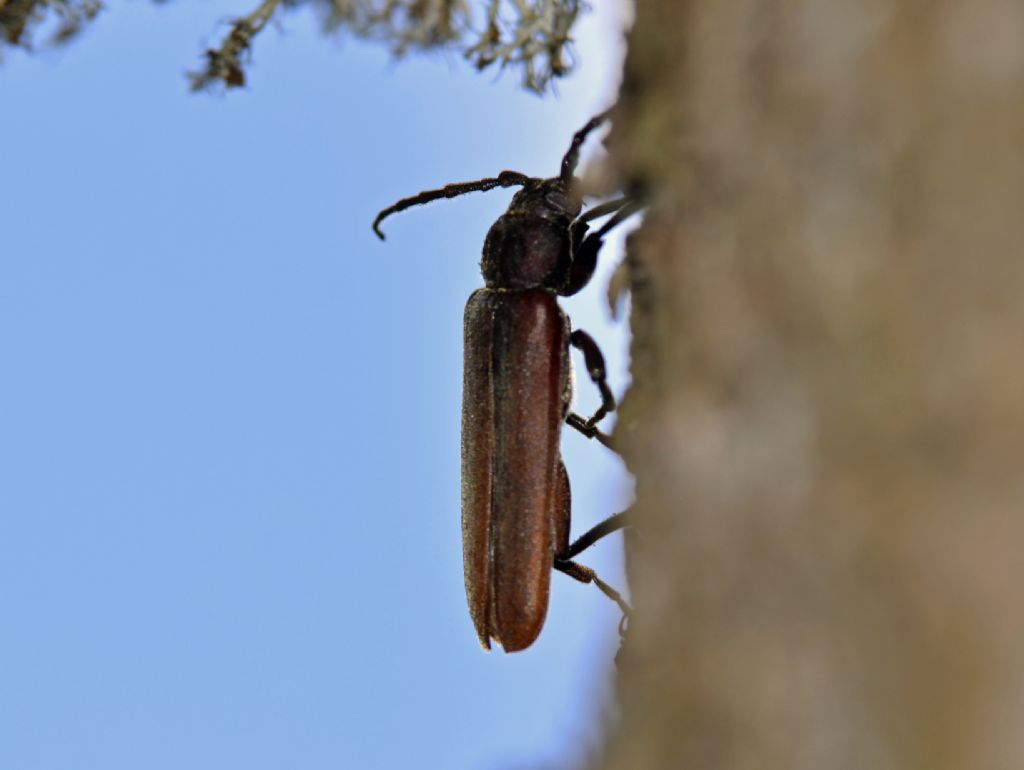 Arhopalus rusticus, Cerambycidae